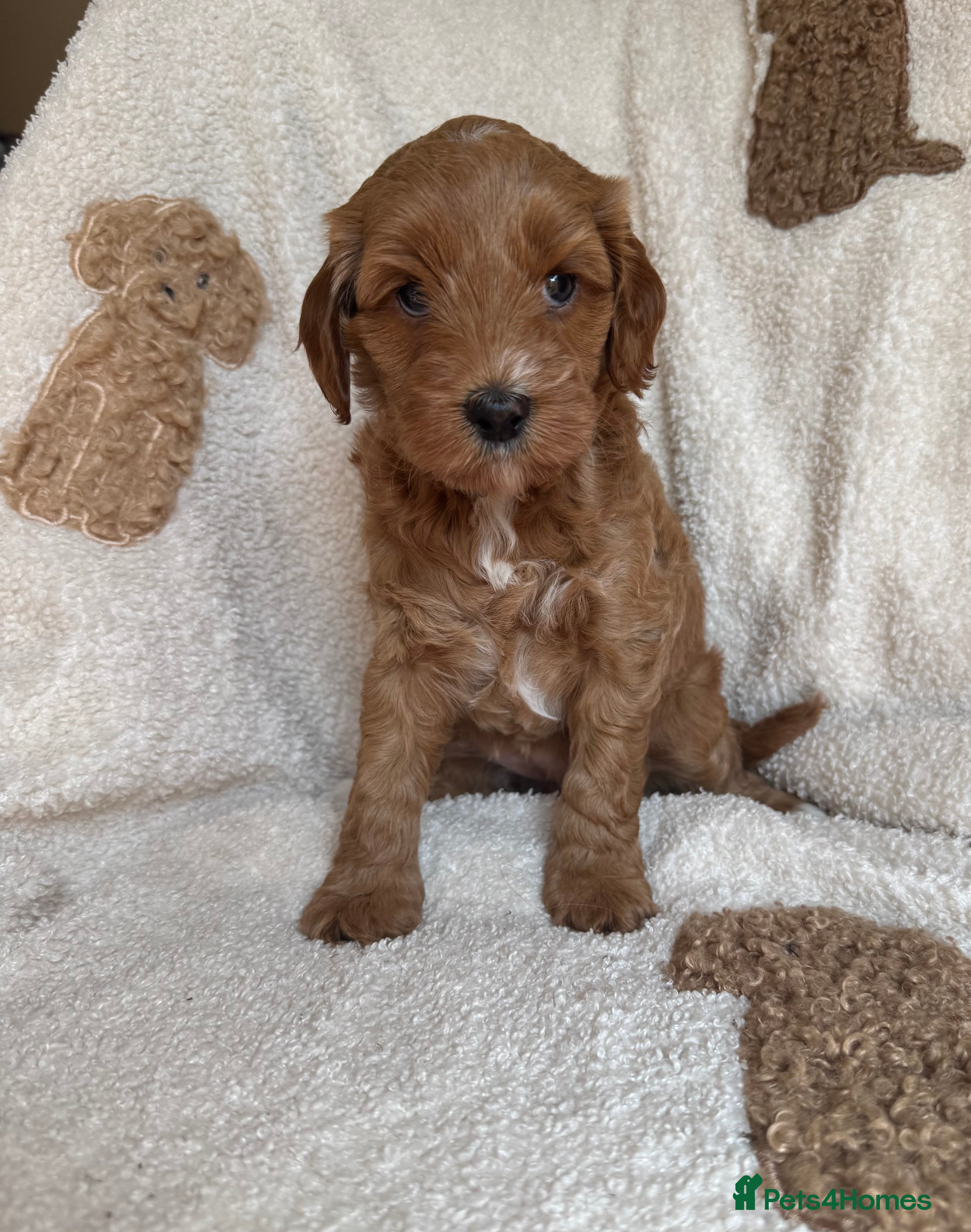 Australian Labradoodle dogs Stunning Miniature Australian Labradoodles - Advert 2
