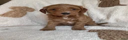Australian Labradoodle dogs for sale: Stunning Miniature Australian Labradoodles - Advert 22