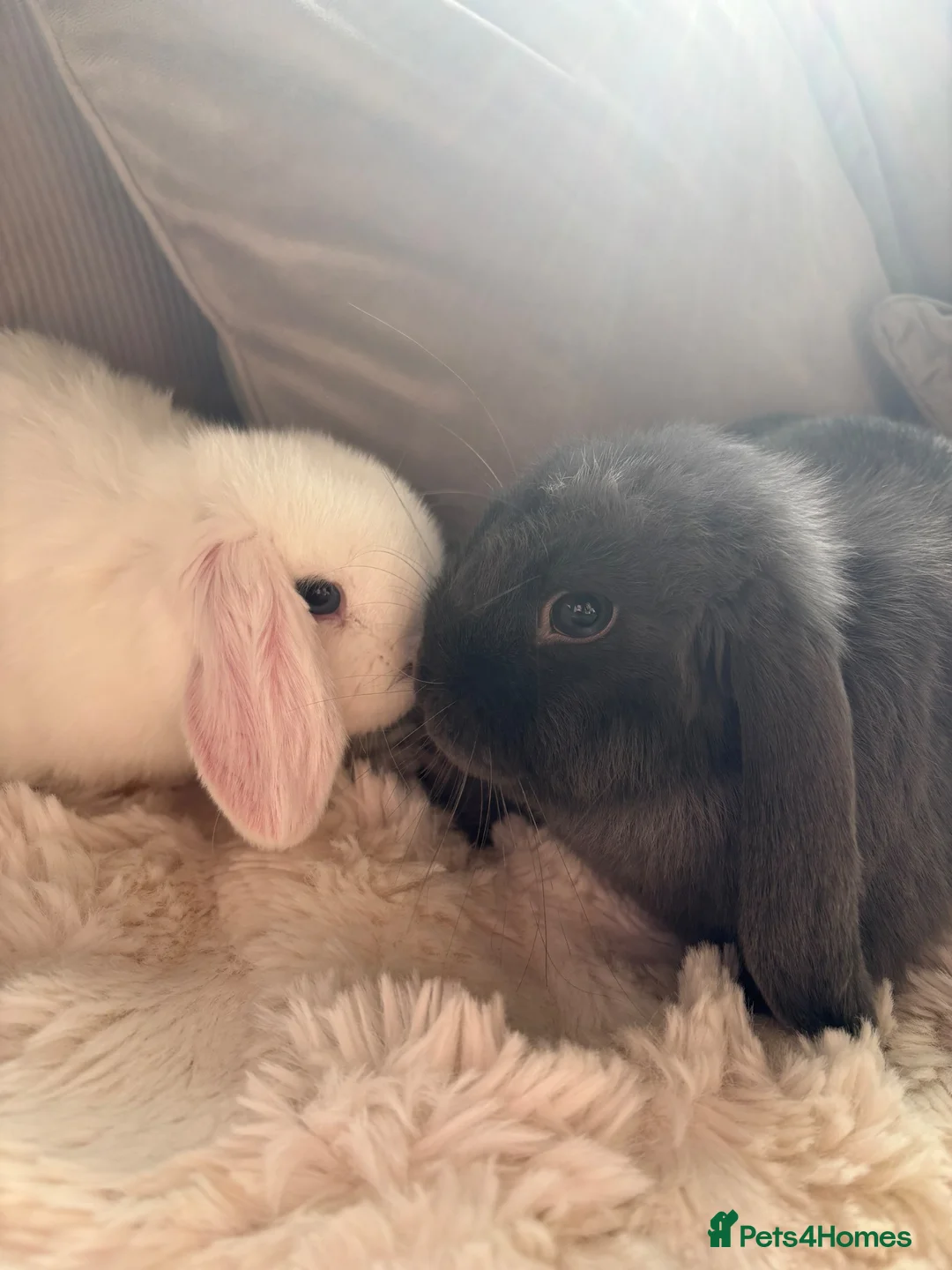 Mini Lop rabbits for sale: 2 mini lop females  - Advert 1