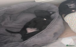 Mixed Breed dogs for sale: Beautiful Labrador x Staffys - Image 7