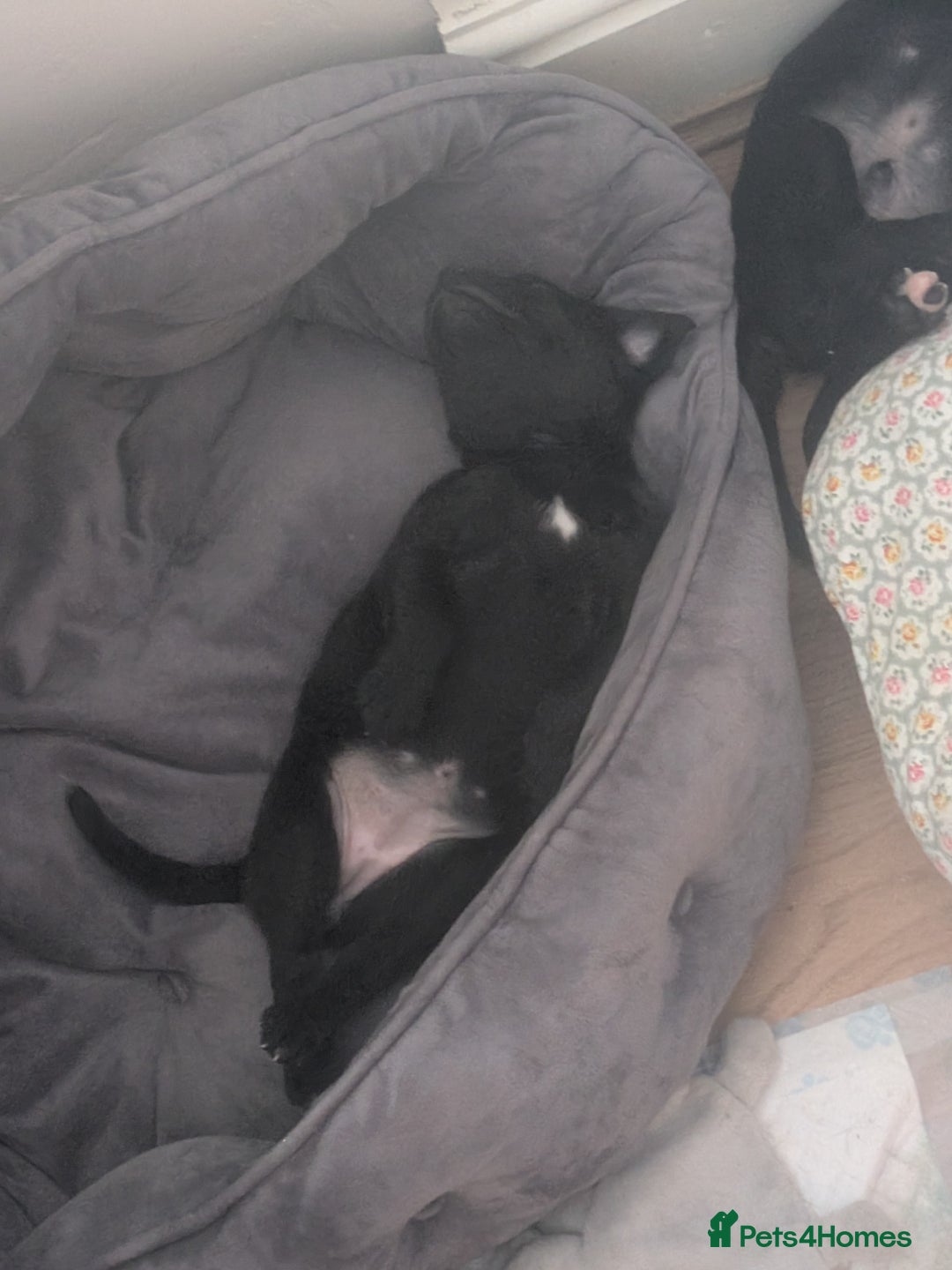 Mixed Breed dogs for sale: Beautiful Labrador x Staffys - Image 7