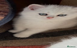 British Shorthair cats for sale: Adorable Tica registered BSH Kittens for sale - Image 4