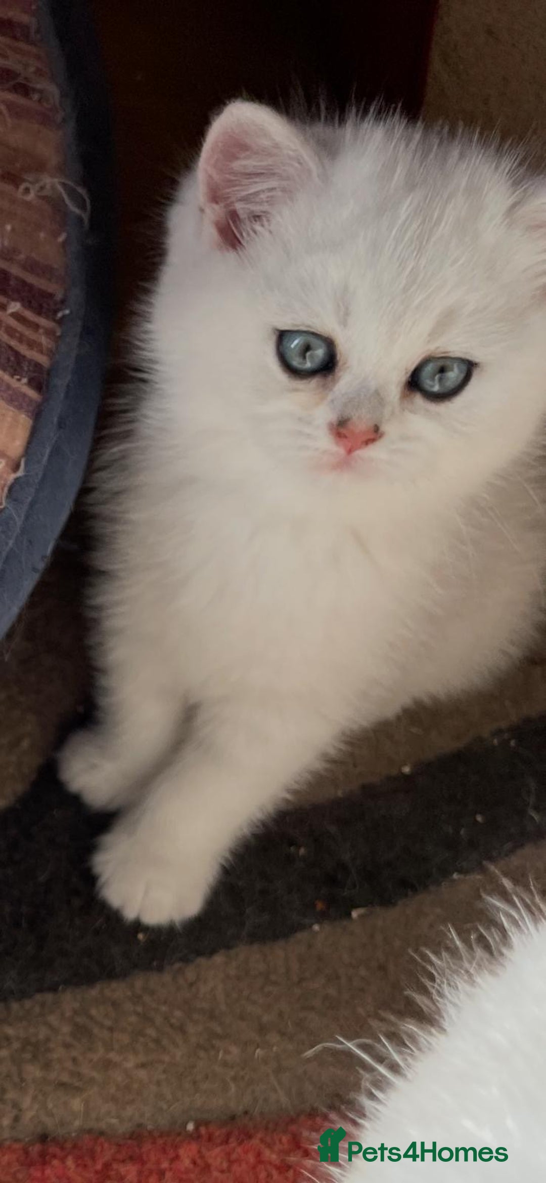 British Shorthair cats for sale: Adorable Tica registered BSH Kittens for sale - Image 4