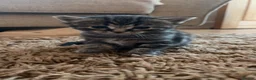 Mixed Breed cats for sale: Ragdoll x Maine Coon Kittens - Advert 4