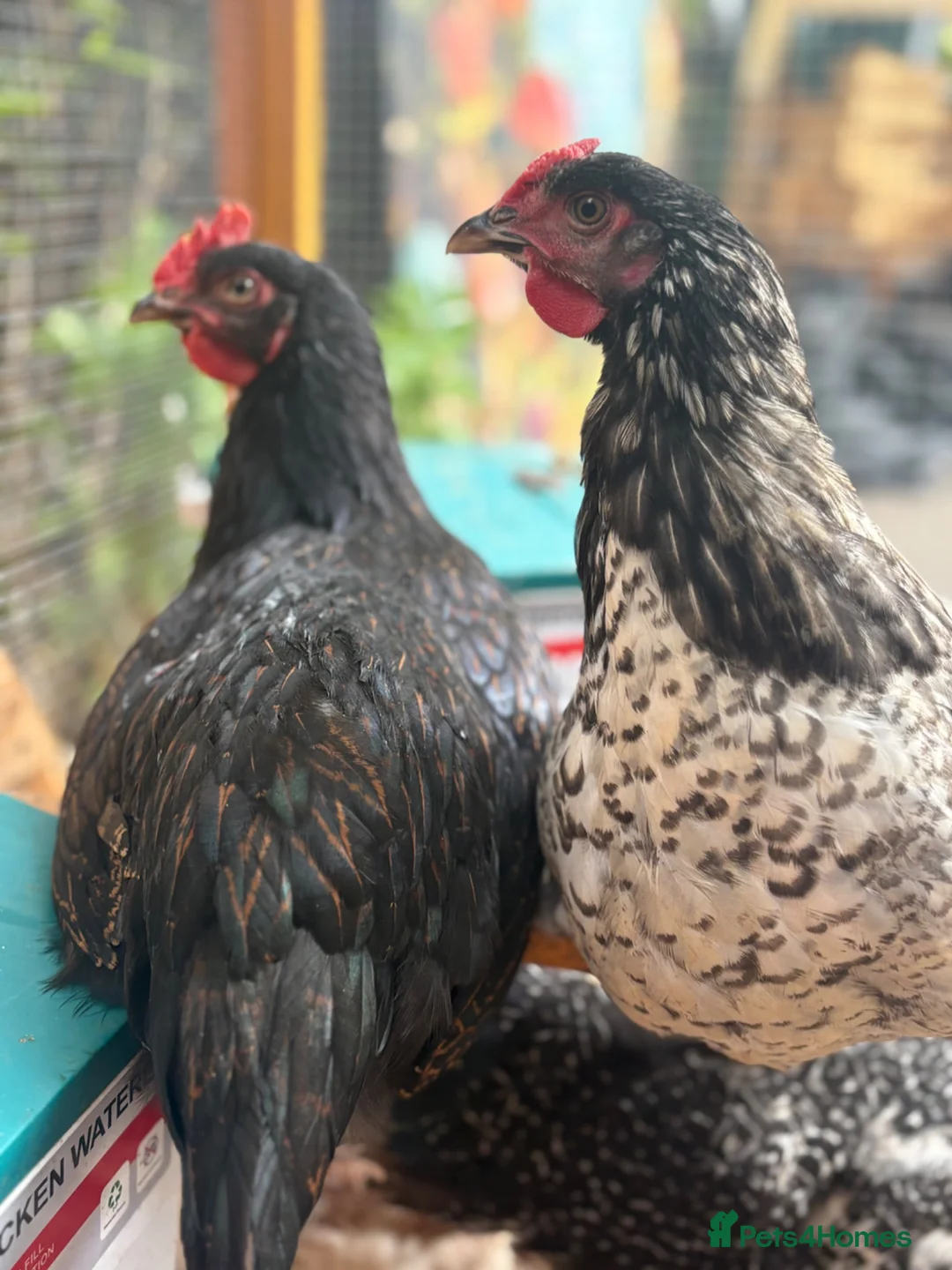 Chickens poultry for sale: 3 Boys needing new homes in Sheffield - Advert 2