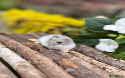 Hamster rodents for sale: Beautiful baby hamsters. Russian Dwarf and Syrian - Image 2