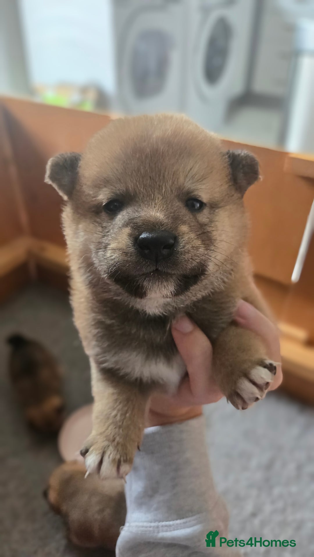 Japanese Shiba Inu dogs for sale: 4 Stunning sesame shibas pups ❤️ - Image 13