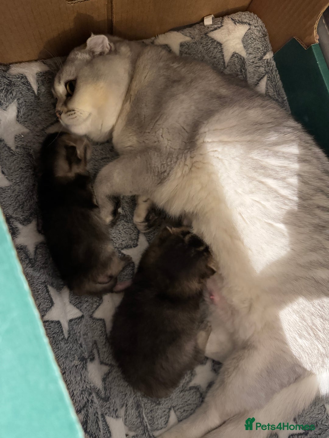 Scottish Fold cats for sale: 2 Stunning Scottish Fold Litters Available - Advert 10