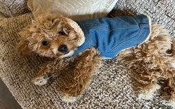 Cavachon dogs for sale: Cavapoochon  - Image 6