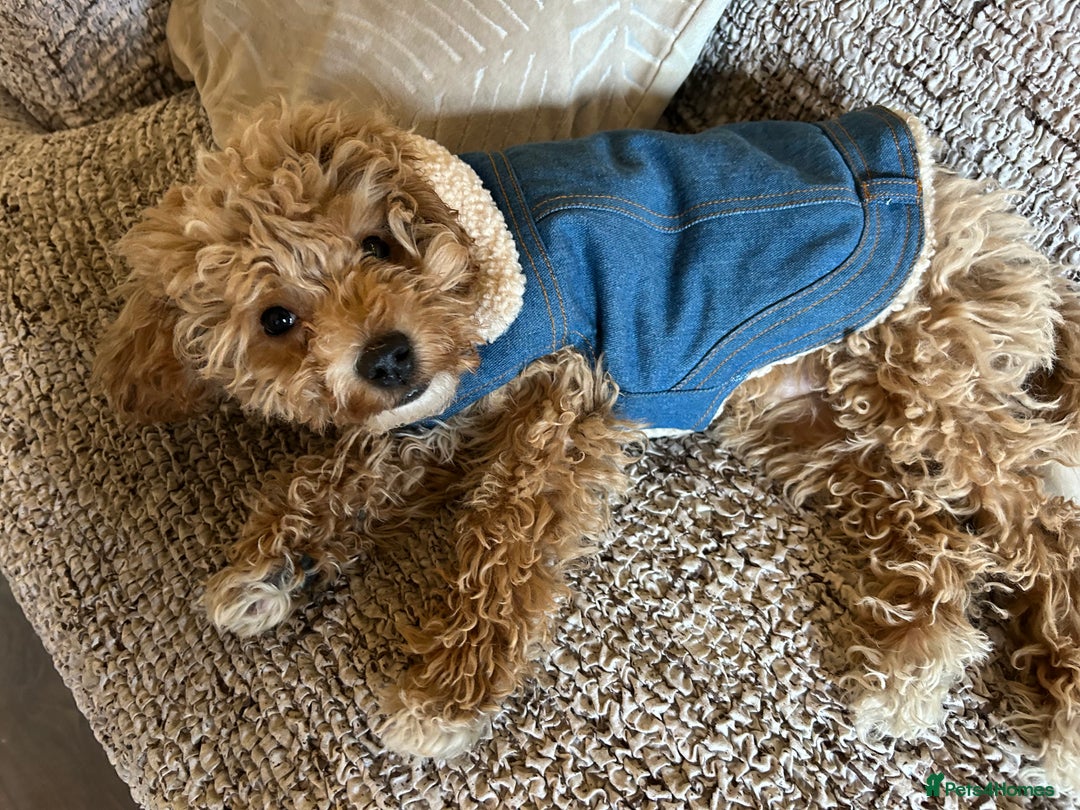 Cavachon dogs for sale: Cavapoochon  - Image 6