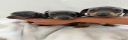Dachshund dogs for sale: Miniature dachshund puppies in Perth - Advert 4