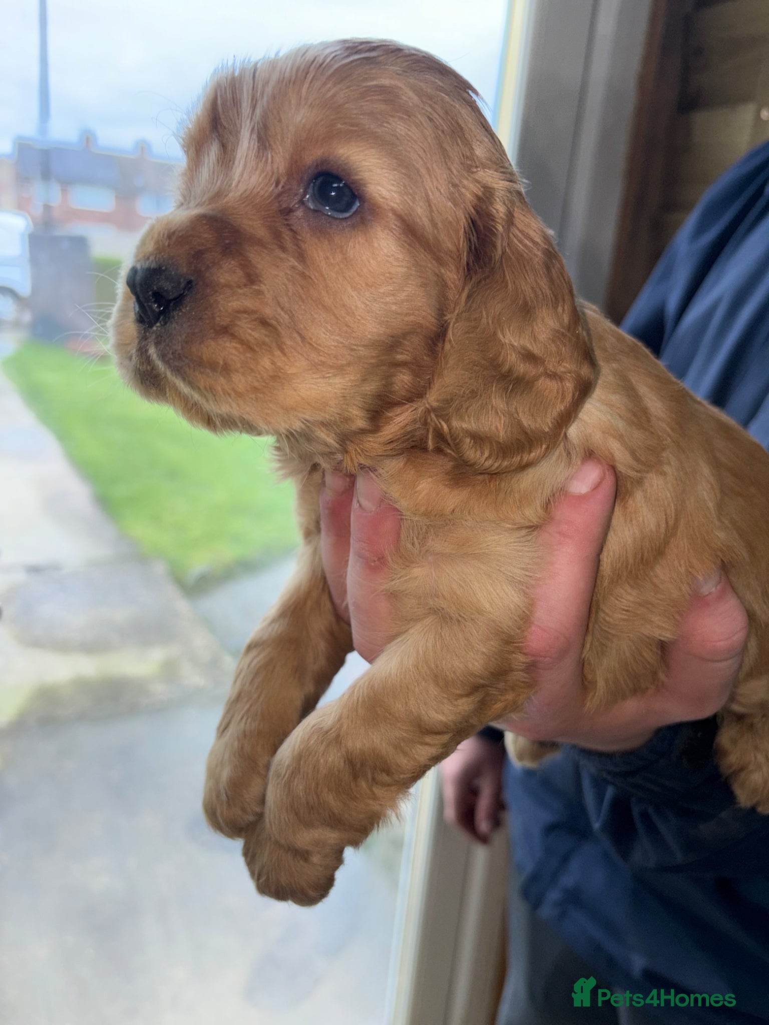 Sprocker dogs Sproker - Advert 15