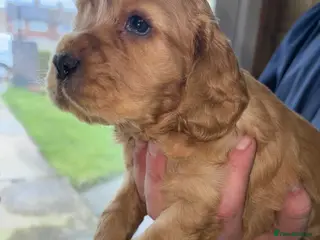 Sprocker dogs Sproker - Advert 15