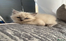 Ragdoll cats for sale: READY TO LEAVE Purebred ragdolls - Image 31