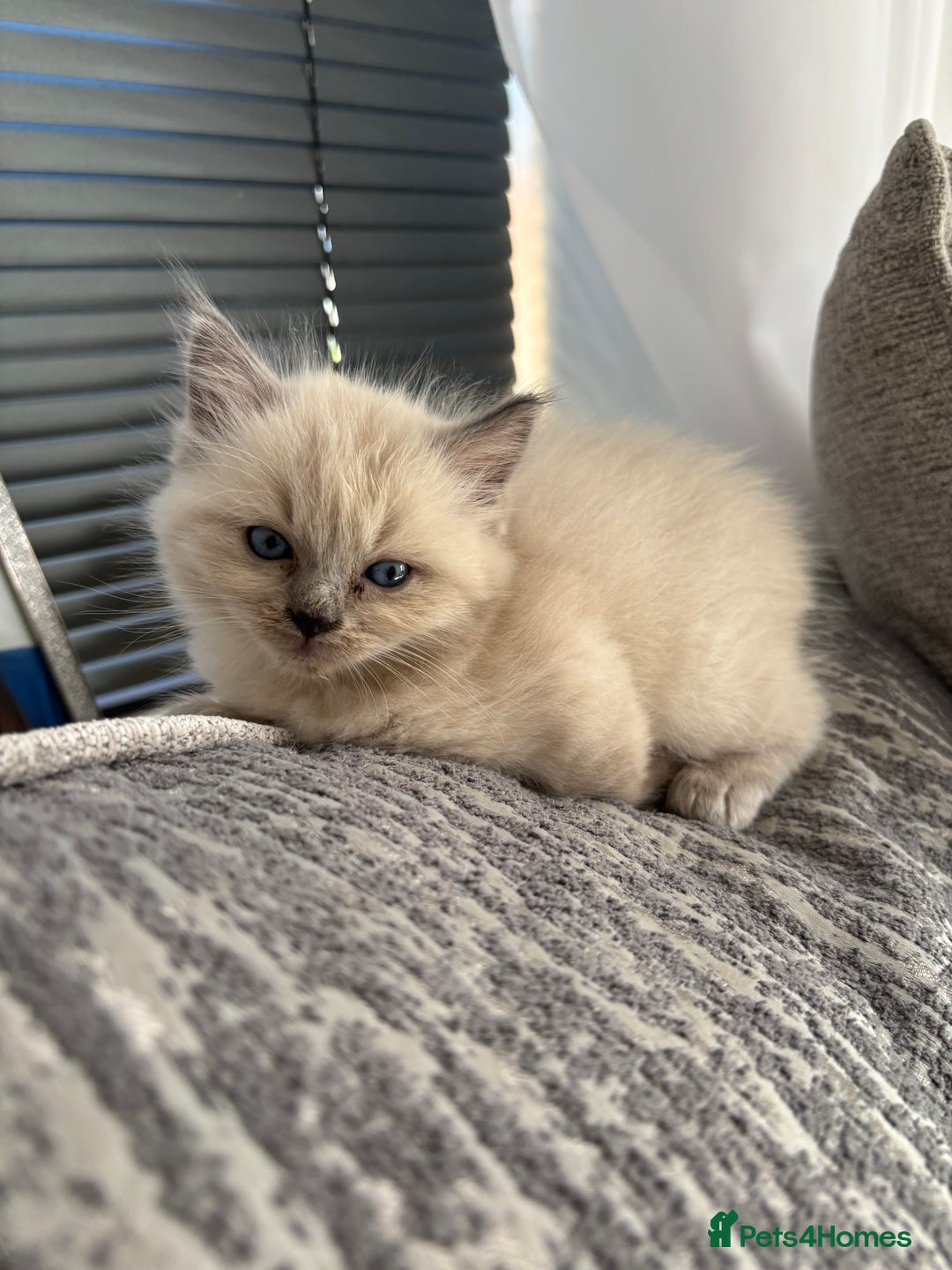 Ragdoll cats for sale: READY TO LEAVE Purebred ragdolls - Image 31