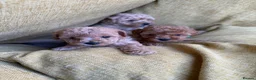 Toy Poodle dogs for sale: Toy poodle - Advert 9