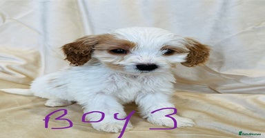 Cockapoo dogs - Advert 5