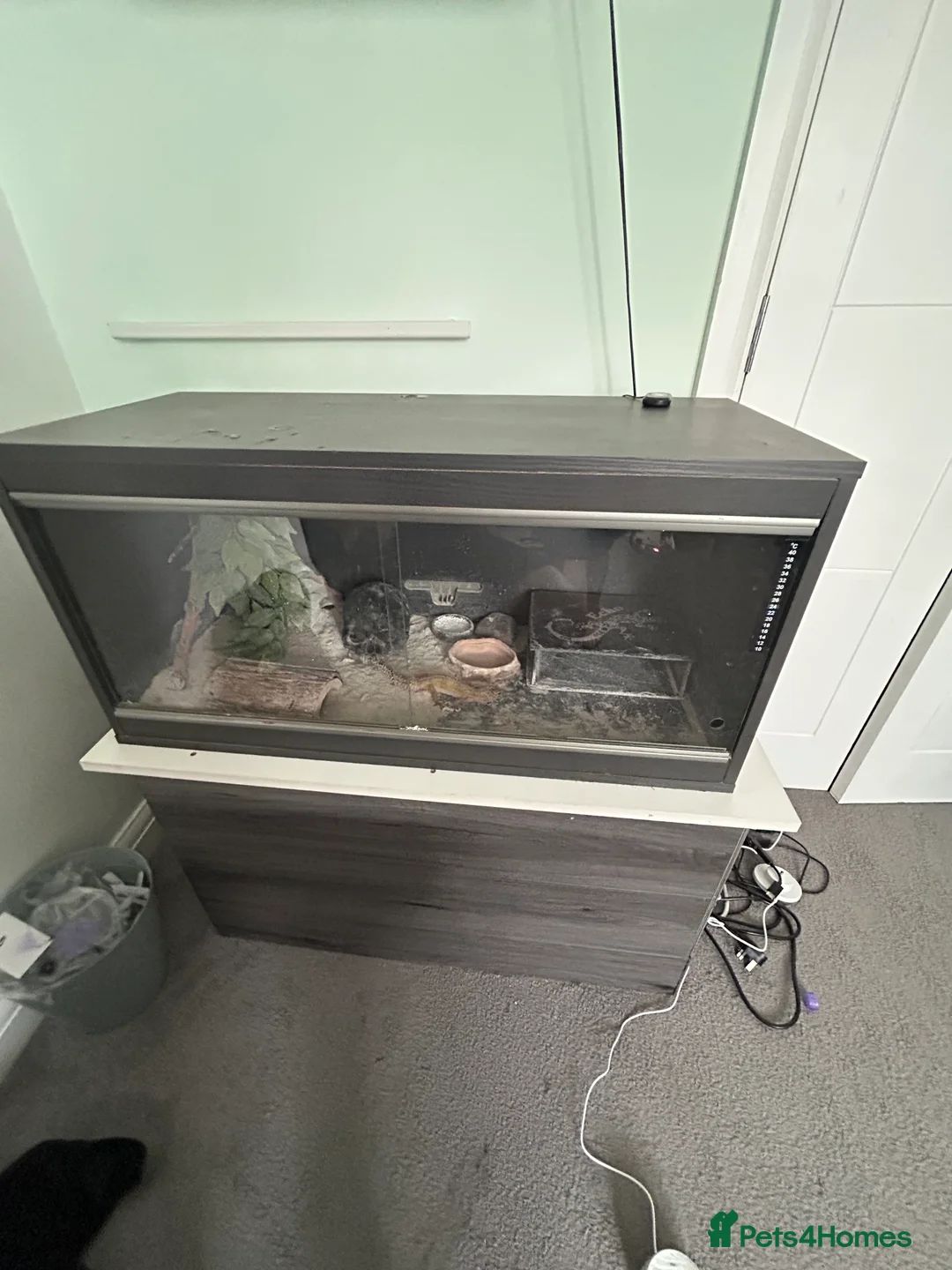 Leopard Gecko reptiles for sale: Friendly healthy Leopard Gecko  - Advert 5