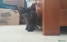 British Shorthair cats for sale: Cute playful smart kittens ready for new homes - Image 19