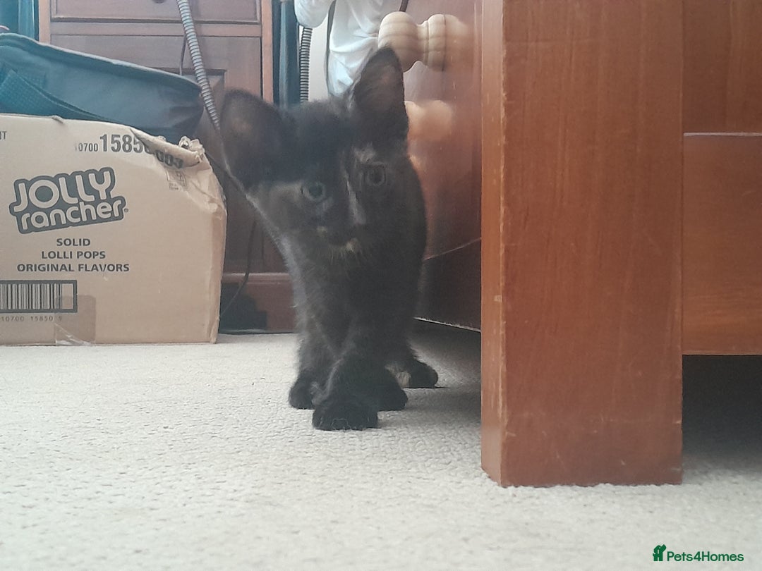 British Shorthair cats for sale: Cute playful smart kittens ready for new homes - Image 19