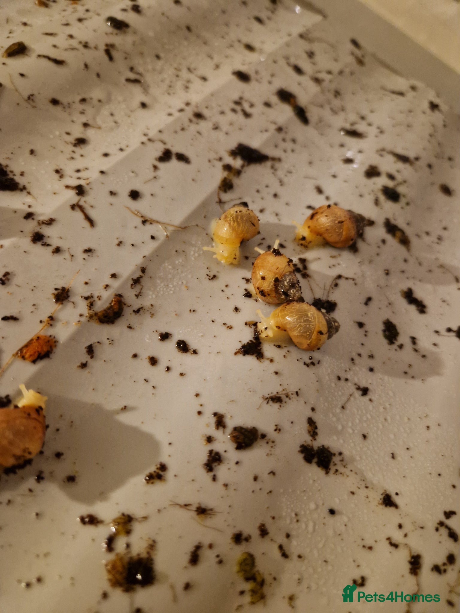 Snails invertebrates African Land Snail Babies  - Advert 18