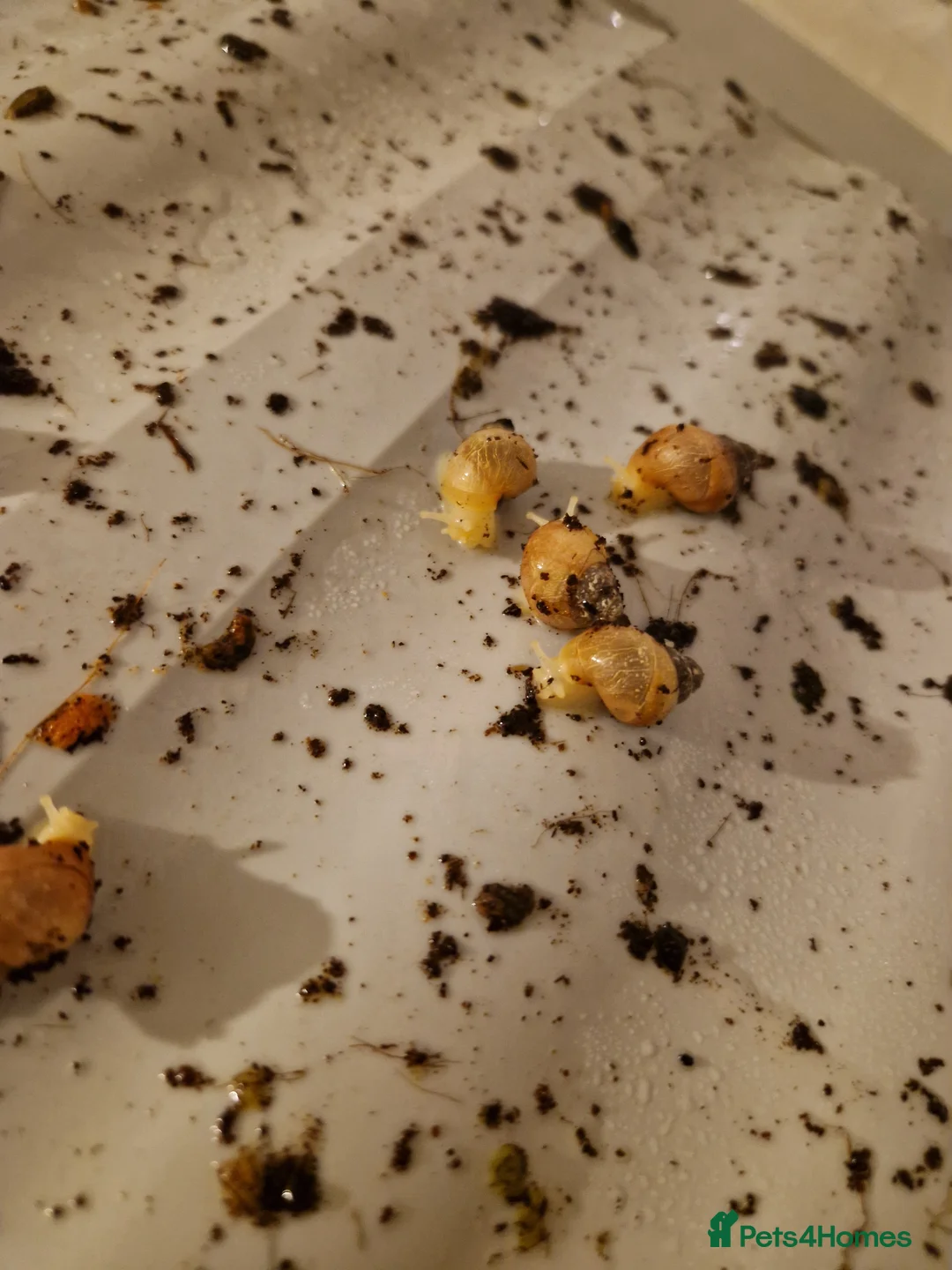 Snails invertebrates for sale: African Land Snail Babies  in Southampton - Advert 1