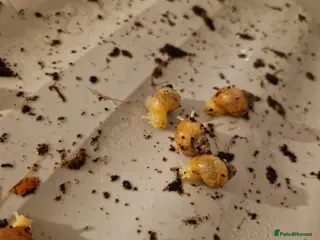 Snails invertebrates African Land Snail Babies - Advert 18