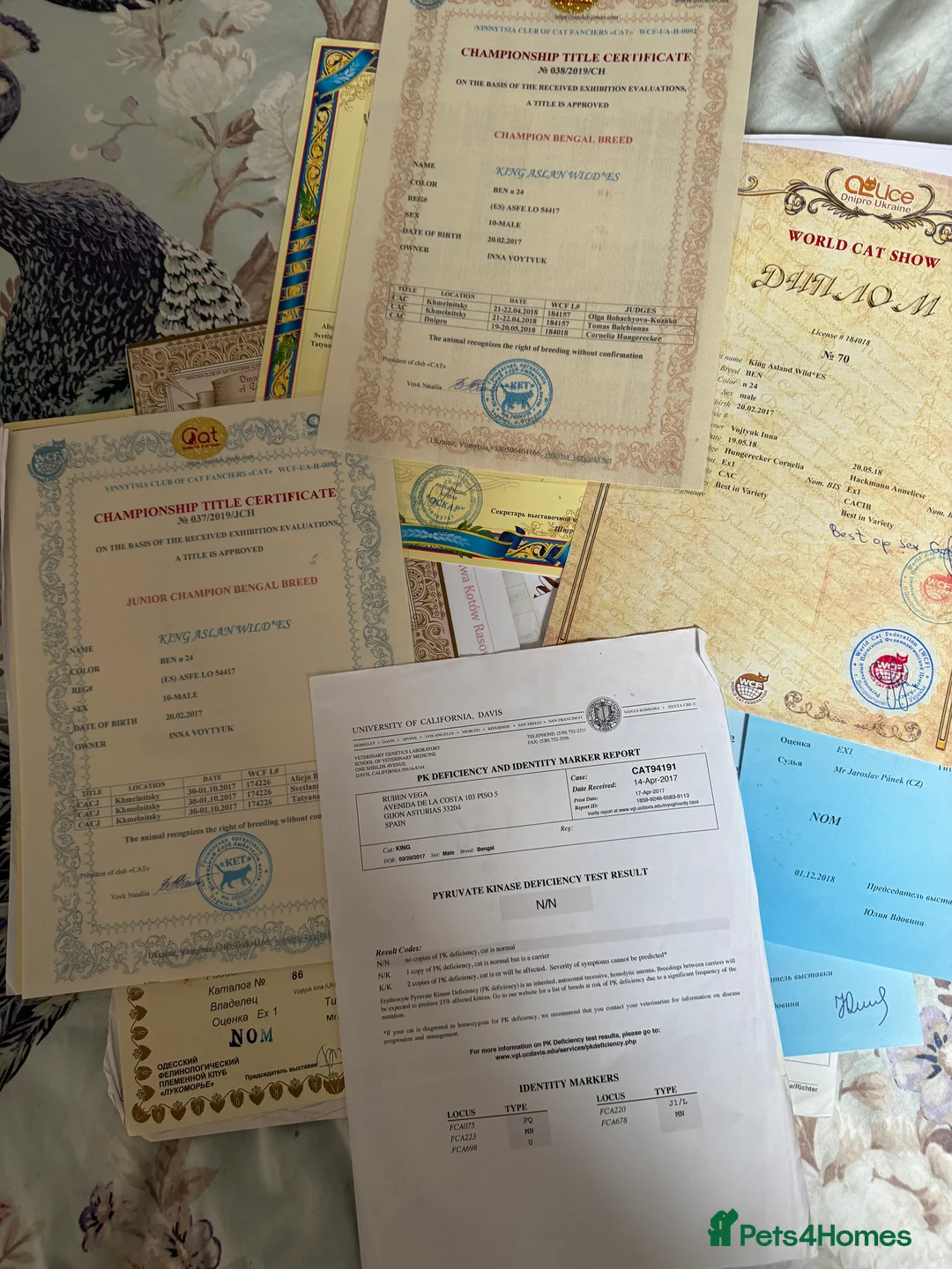 Bengal cats for sale: Stunning Bengals with European Champion father!  - Advert 19