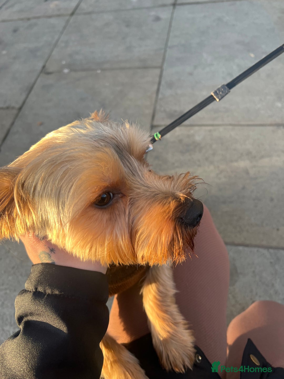 Yorkshire Terrier dogs for sale: Yorkshire terrier  - Advert 2