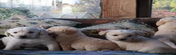 Labradoodle dogs for sale: Lovely Labradoodle Puppies - Advert 17