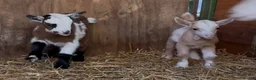 Goats livestock for sale: Kaleb and Jeremy  - Advert 20