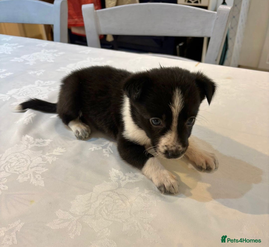 Border Collie dogs for sale: Border Collie pups for sale - Advert 12