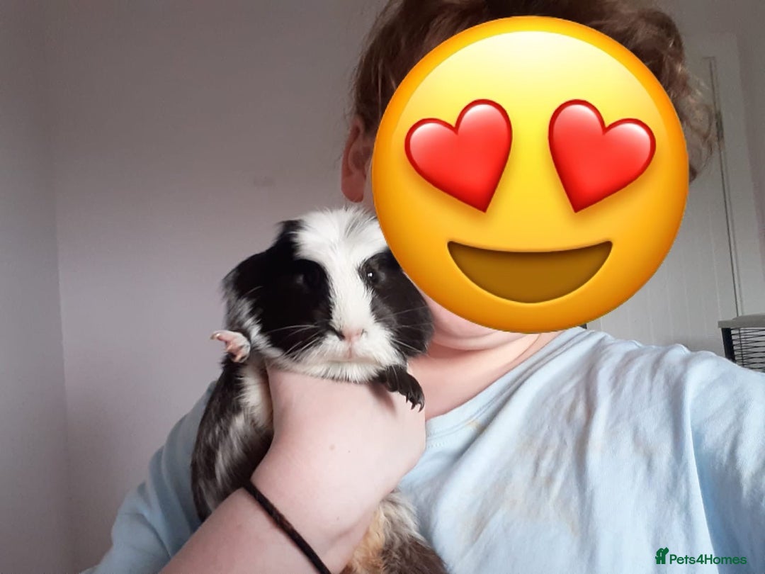 Guinea Pig rodents for sale: Pair of bonded males - Image 2