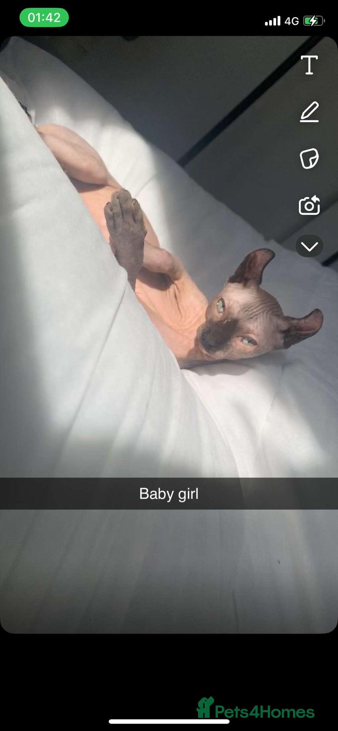 Sphynx cats for sale: Spynx female cat for sale  - Image 1