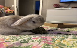 Mini Lop rabbits for sale: Mini Lop - Princess  - Image 4