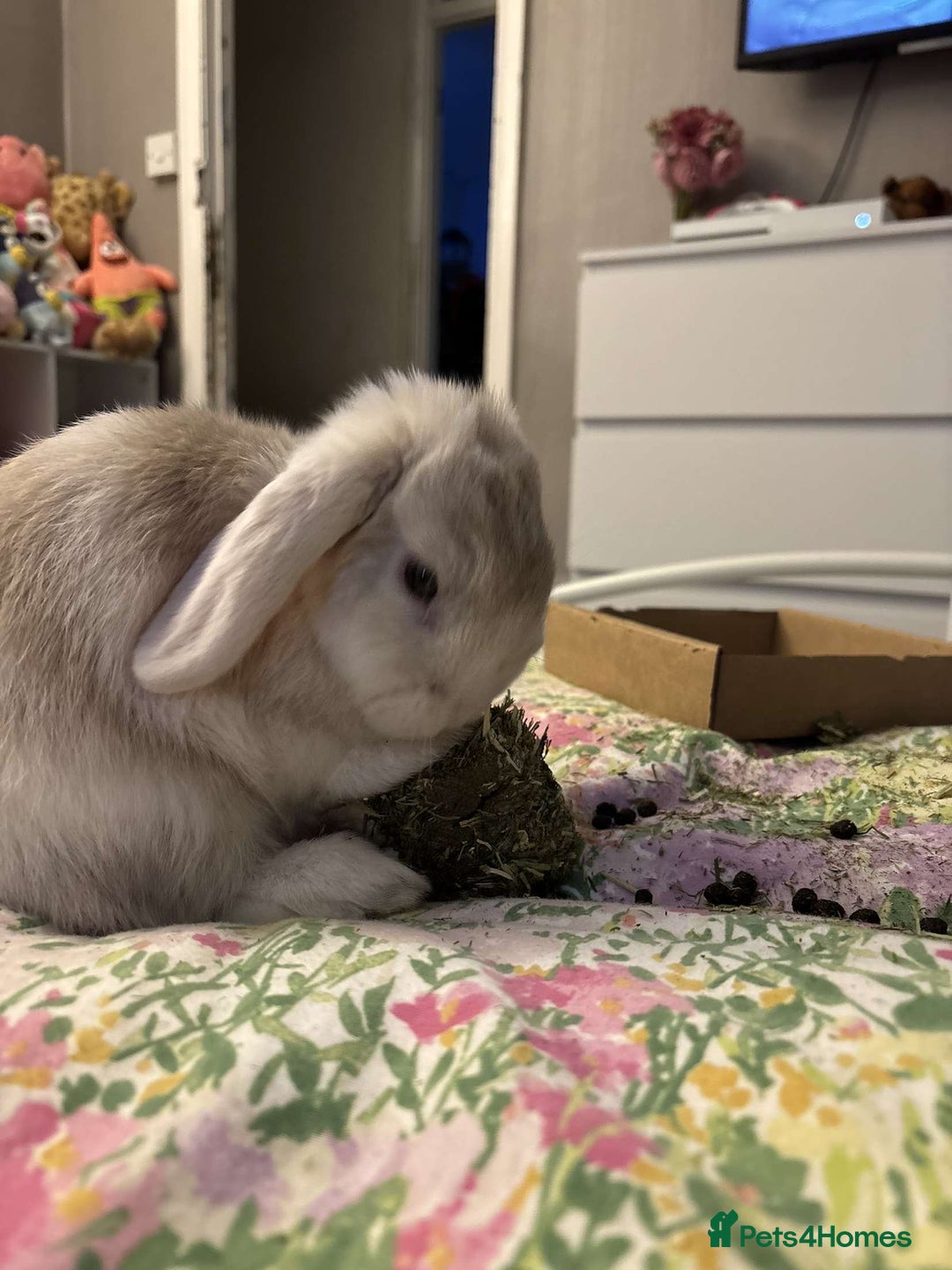 Mini Lop rabbits for sale: Mini Lop - Princess  - Image 4