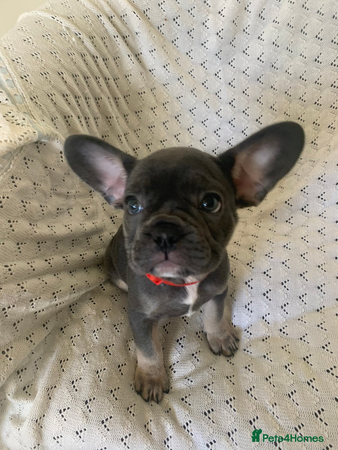 French Bulldog dogs for sale: Beautiful French Bulldogs  - Advert 11