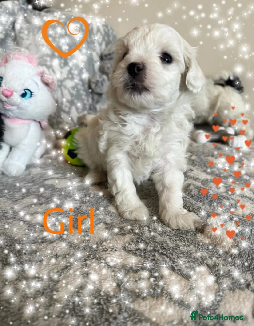 Maltipoo dogs for sale: Exceptional Genuine F1 Maltipoo puppies  - Advert 3