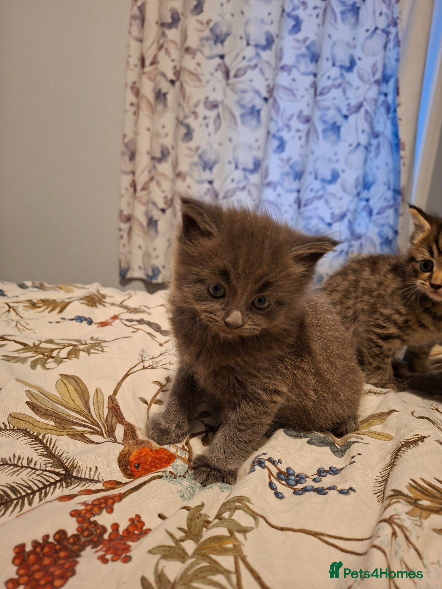 Mixed Breed cats Kittens for sale  - Advert 15