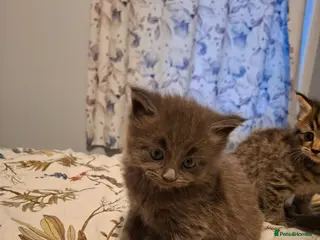 Mixed Breed cats Kittens for sale - Advert 15