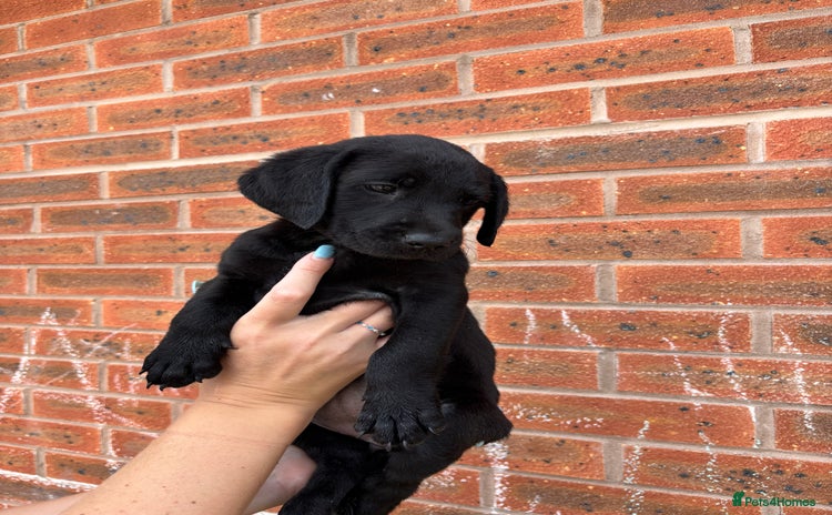 Labrador Retriever dogs - Advert 3