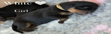 Rottweiler Puppy 8