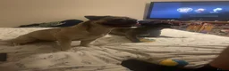 Frug dogs for sale: Female and male frug - Advert 4