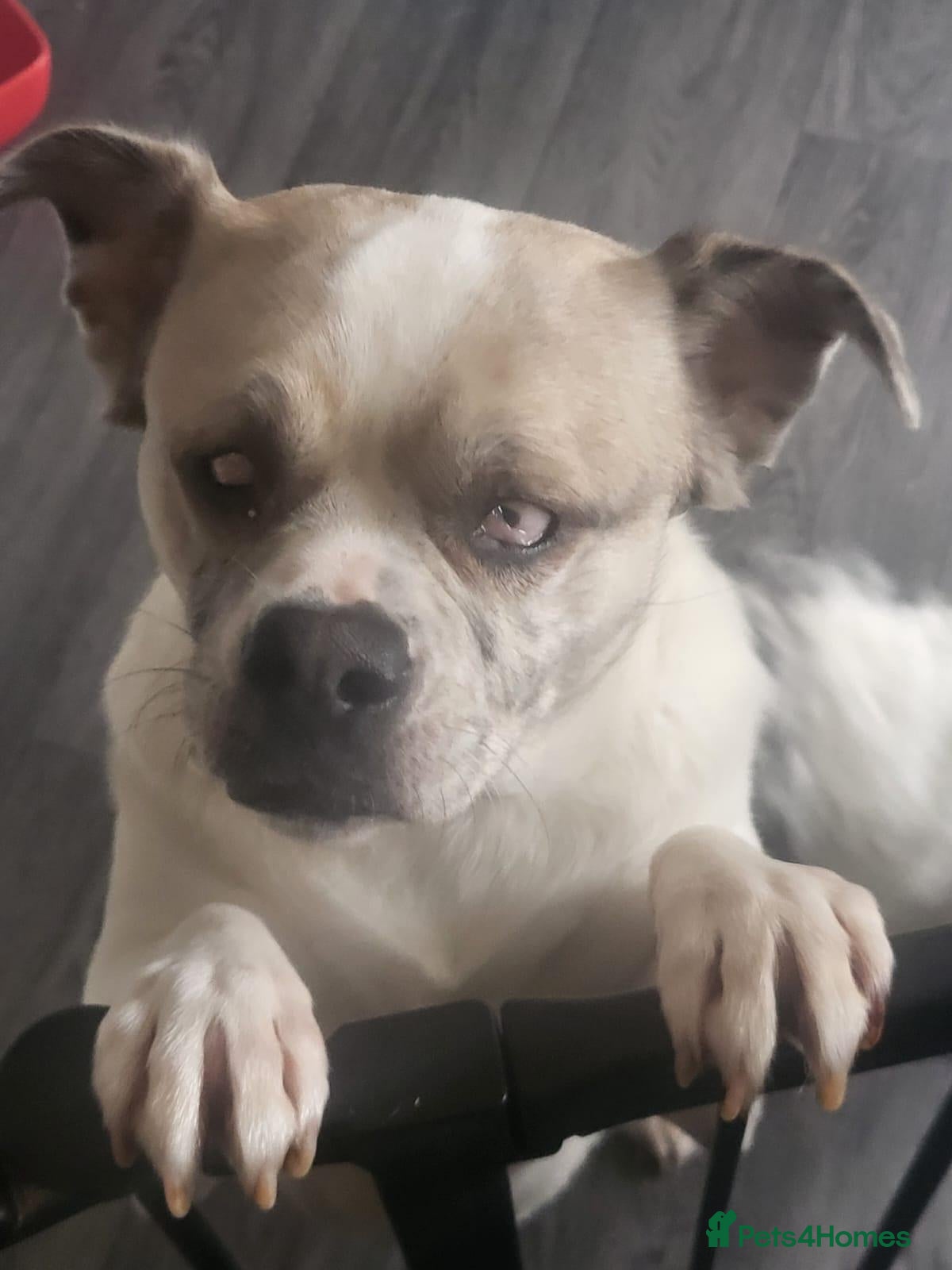 Chug dogs Chug for rehome - Advert 1