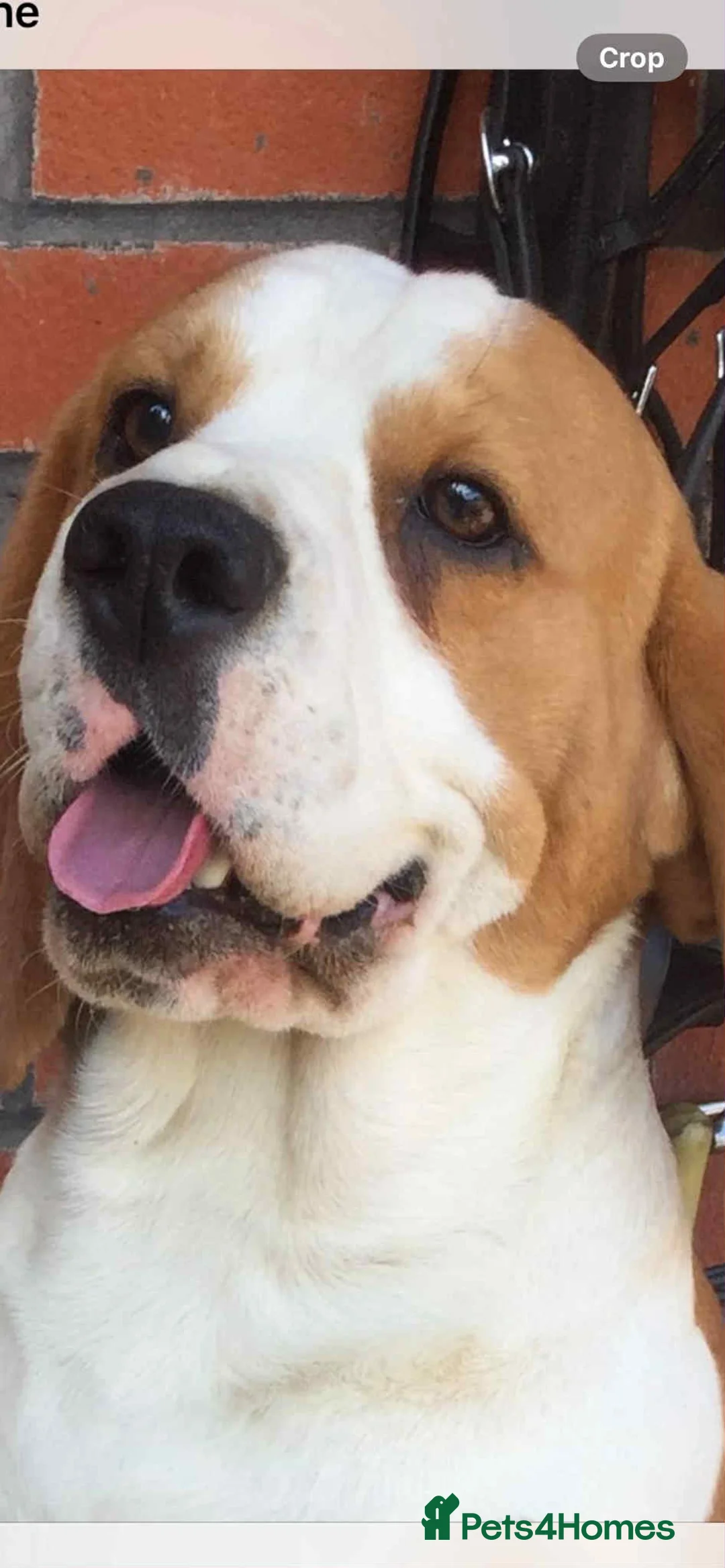 Beagle dogs for sale: kc reg beautiful beagle pups dec - Advert 5