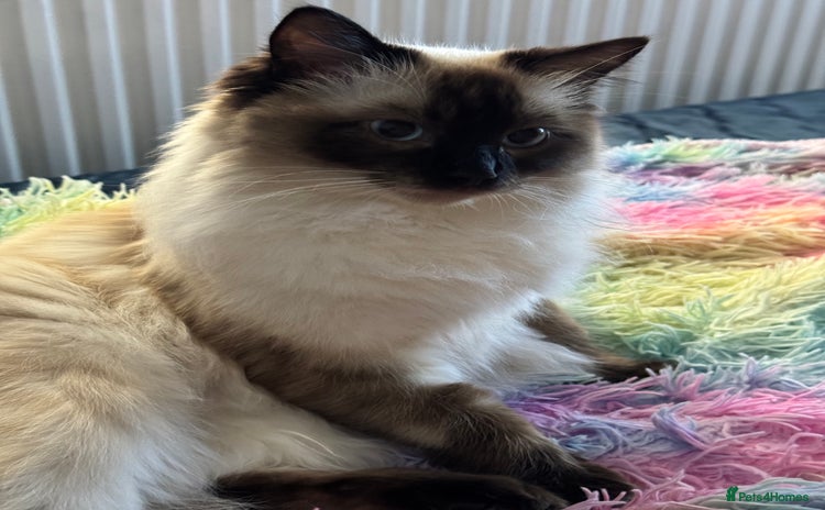 Ragdoll cats - Advert 3