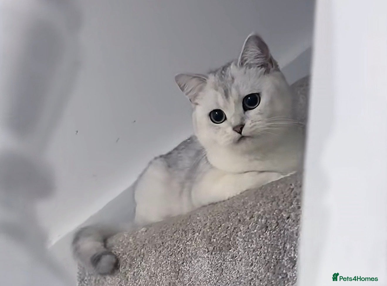 British Shorthair cats Scottish straight mum and kitten to go together  - Advert 1