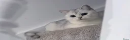 British Shorthair cats for sale: Scottish straight mum and kitten to go together  - Advert 1
