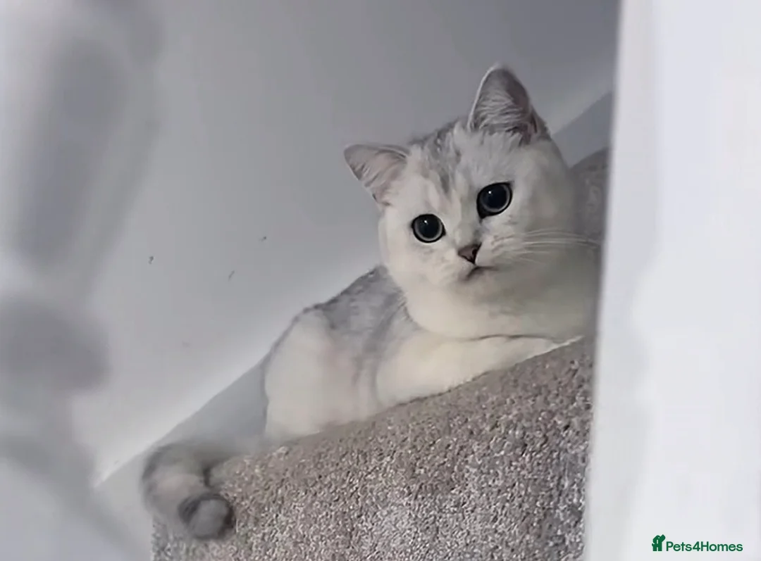 British Shorthair cats for sale: Scottish straight mum and kitten to go together  - Advert 1