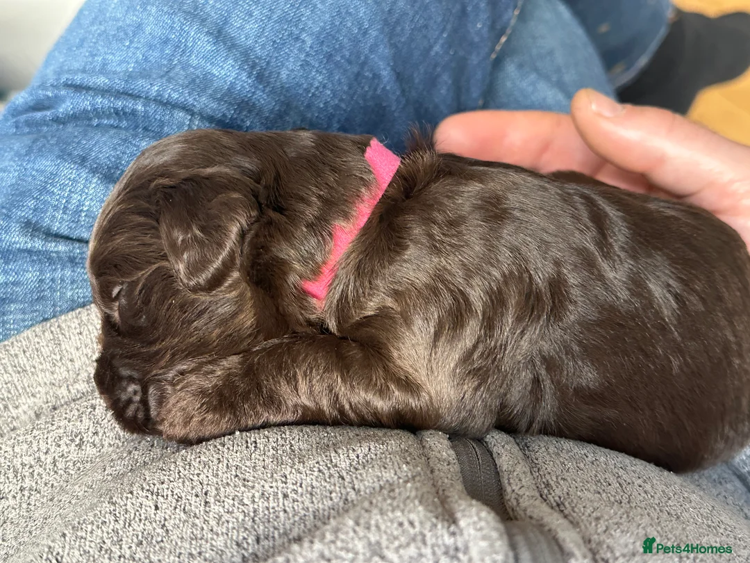 Poochon dogs for sale: Gorgeous Cockerpoochons  in Cheltenham - Advert 2